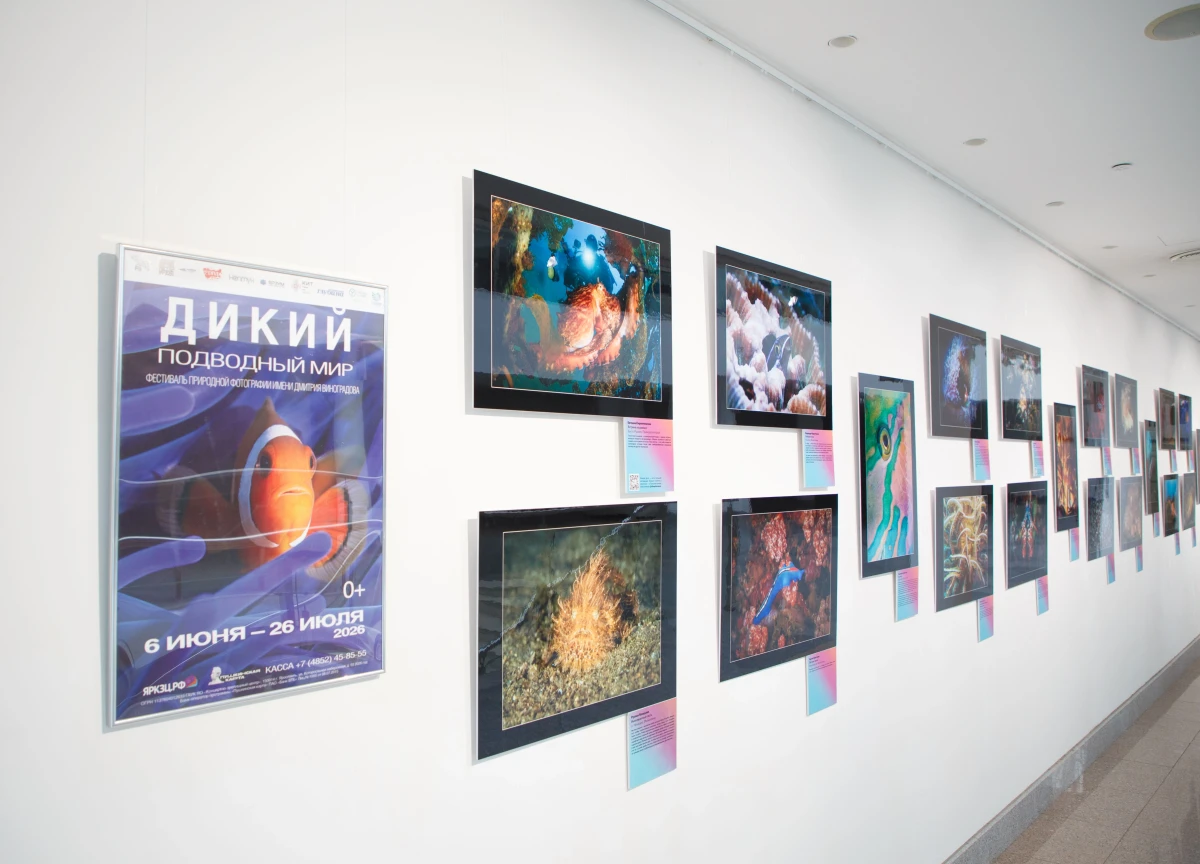 Выставка фотографий «Дикий Подводный Мир», фото 1